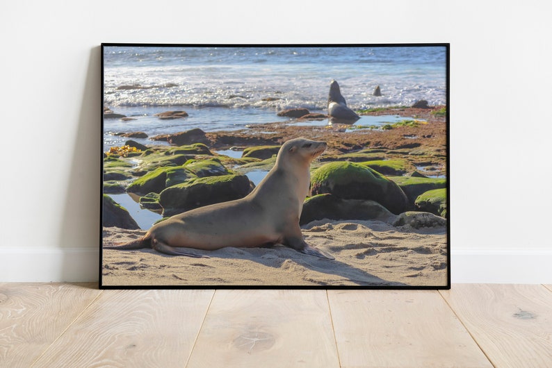 Sea Lion at La Jolla Cove in San Diego, Animal, Wildlife, Nature, Beach, Photography, Print, Wall Art, Poster, Digital Download, Kids Room image 1