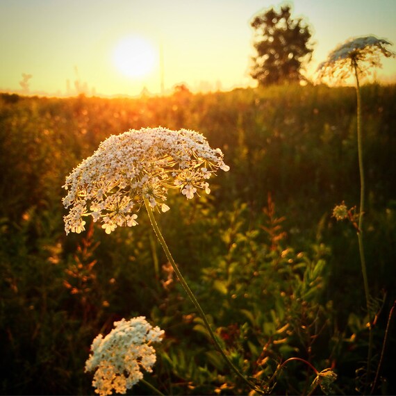 Flowers In A Field At Susnet In Toronto Canada Print Photograph Springtime White Flowers Nature Home Decor Floral Wall Art