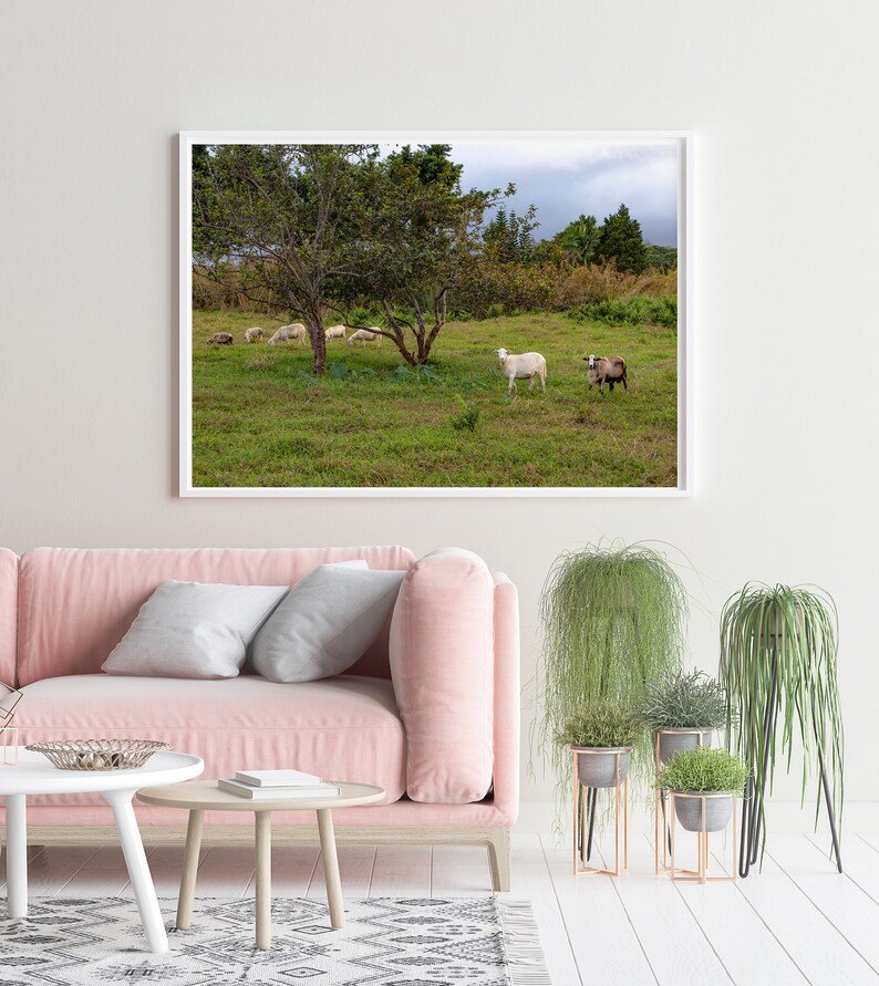 Goats on the Big Island, Hawaii Photography, Art, Farmhouse Decor, Farm Animals, Printable Wall Art, Goat Print, Digital Download image 3