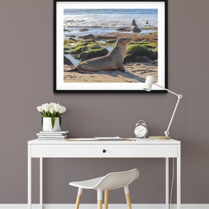 Sea Lion at La Jolla Cove in San Diego, Animal, Wildlife, Nature, Beach, Photography, Print, Wall Art, Poster, Digital Download, Kids Room image 2