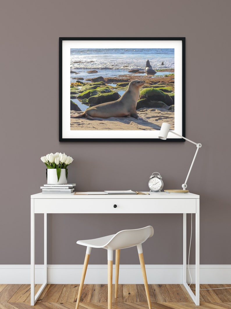 Sea Lion at La Jolla Cove in San Diego, Animal, Wildlife, Nature, Beach, Photography, Print, Wall Art, Poster, Digital Download, Kids Room image 2