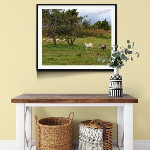 Goats on the Big Island, Hawaii Photography, Art, Farmhouse Decor, Farm Animals, Printable Wall Art, Goat Print, Digital Download image 2