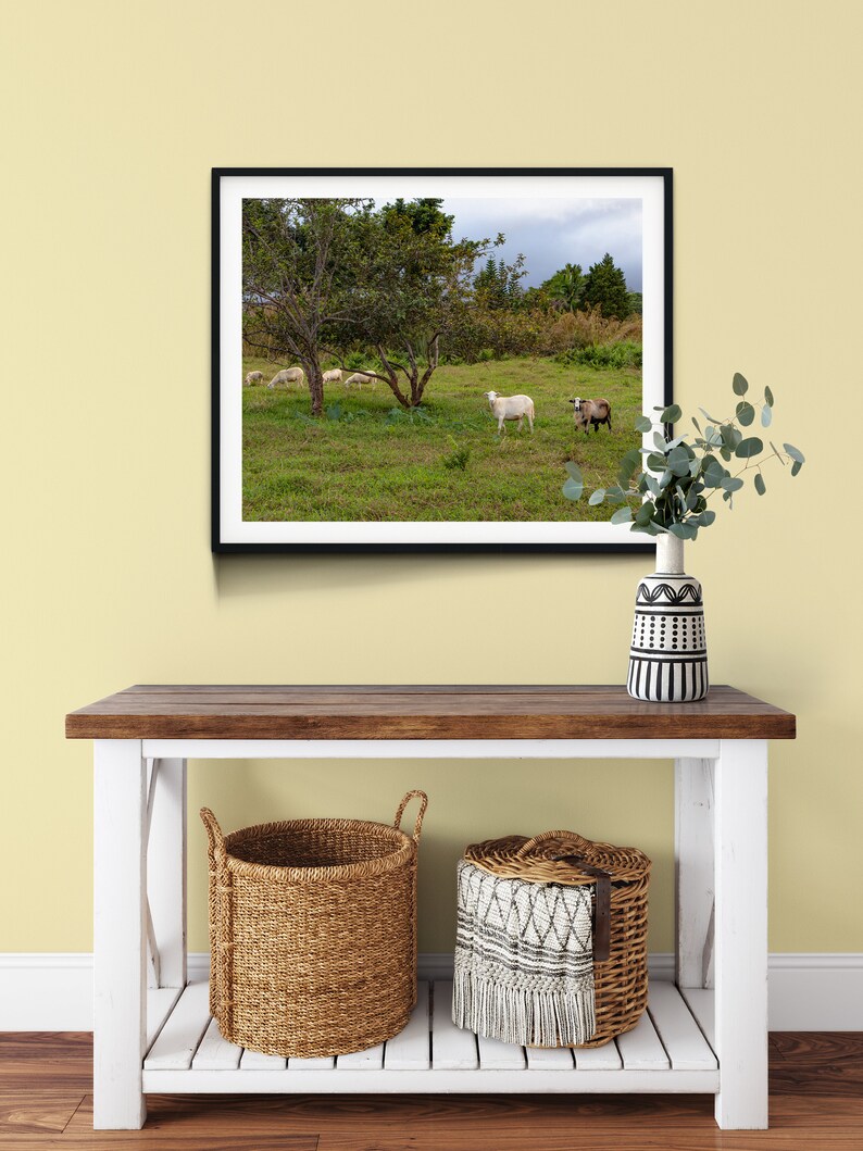 Goats on the Big Island, Hawaii Photography, Art, Farmhouse Decor, Farm Animals, Printable Wall Art, Goat Print, Digital Download image 2