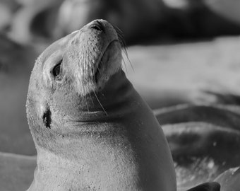 La Jolla Cove Sea Lion Black and White Wildlife Animal Print Photography, Photo, San Diego, California Ocean, Home Decor, Wall Art, Kids