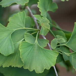 Puede incluir: Primer plano de una rama de un &aacute;rbol de ginkgo con varias hojas verdes. Las hojas tienen forma de abanico y presentan un patr&oacute;n de venas distintivo.