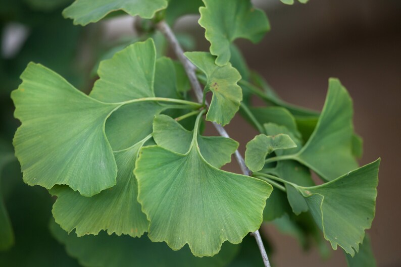 Puede incluir: Primer plano de una rama de un &aacute;rbol de ginkgo con varias hojas verdes. Las hojas tienen forma de abanico y presentan un patr&oacute;n de venas distintivo.