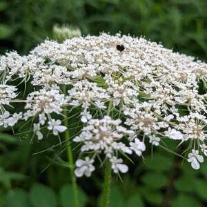 Pu&ograve; includere: Primo piano di un fiore bianco di pizzo di regina Anna con petali delicati e uno stelo verde.