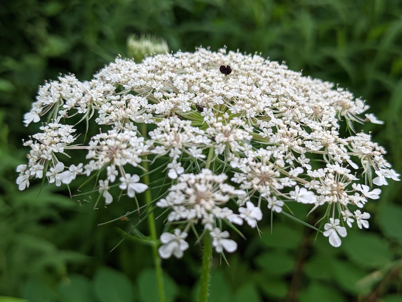 Pu&ograve; includere: Primo piano di un fiore bianco di pizzo di regina Anna con petali delicati e uno stelo verde.
