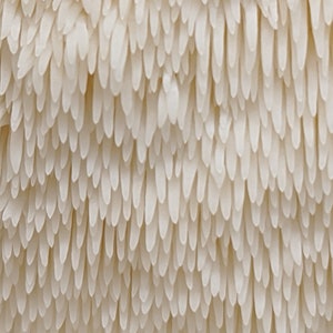 May include: Close-up of a white mushroom with a textured surface. The mushroom has a unique, spiky appearance, resembling a cluster of tiny, white teeth.