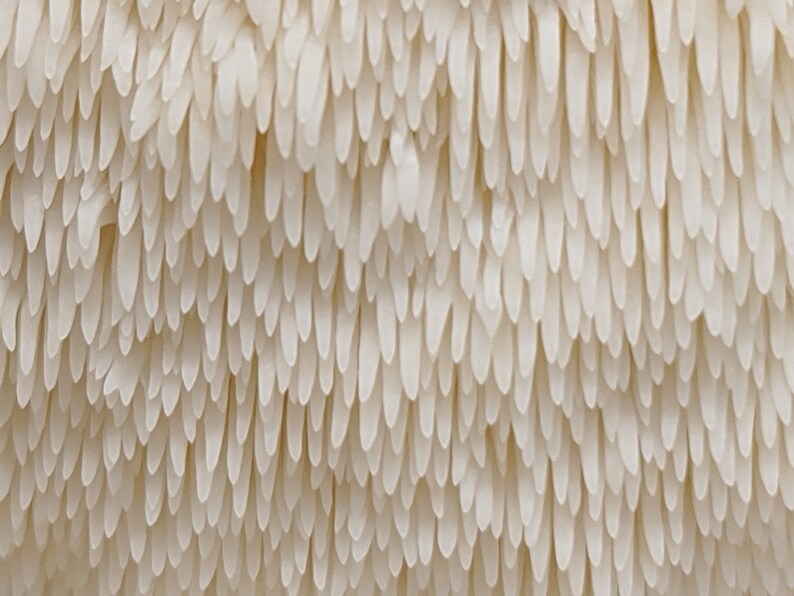 May include: Close-up of a white mushroom with a textured surface. The mushroom has a unique, spiky appearance, resembling a cluster of tiny, white teeth.