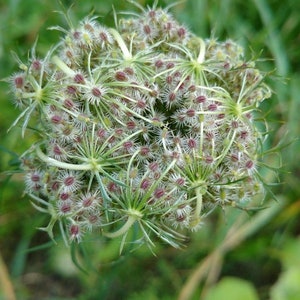 Pu&ograve; includere: Primo piano di una testa di fiore di carota selvatica con piccoli fiori bianchi e piumosi e un gruppo di minuscoli semi marrone rossiccio al centro.