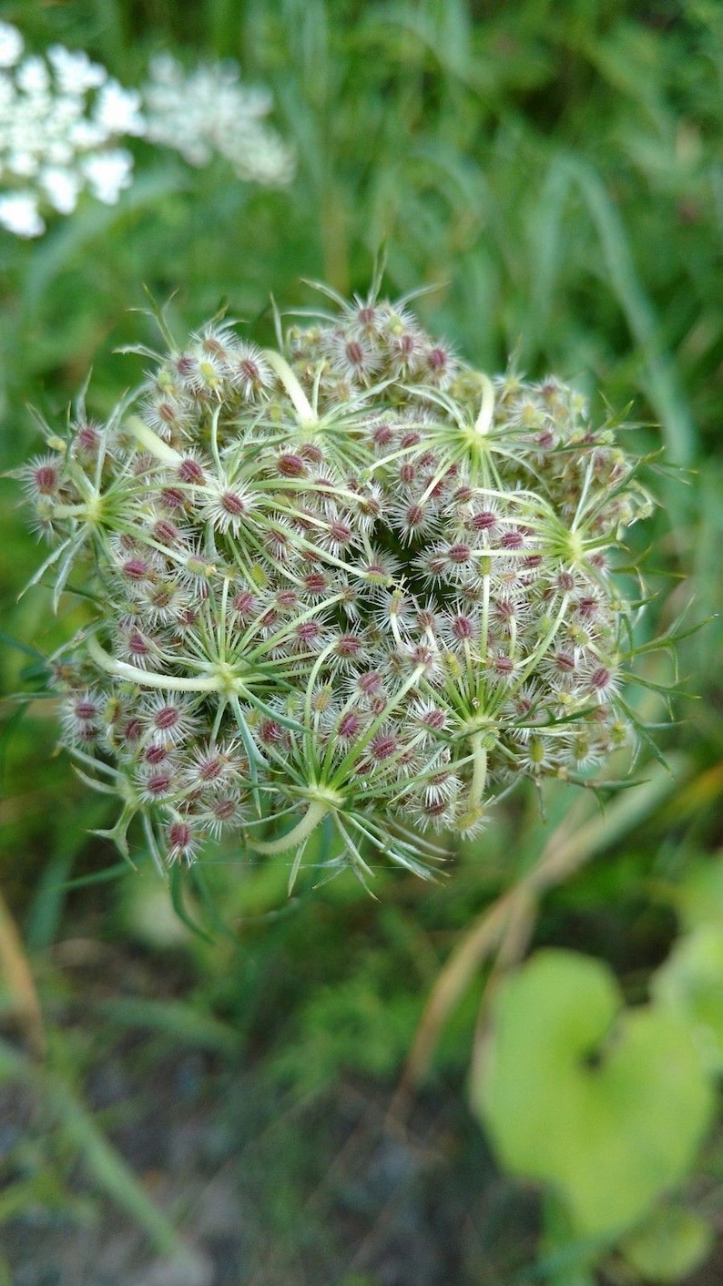 Pu&ograve; includere: Primo piano di una testa di fiore di carota selvatica con piccoli fiori bianchi e piumosi e un gruppo di minuscoli semi marrone rossiccio al centro.