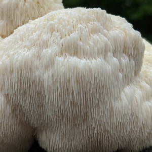 May include: Close-up of a white, spiky mushroom with a textured surface. The mushroom is a type of medicinal mushroom.