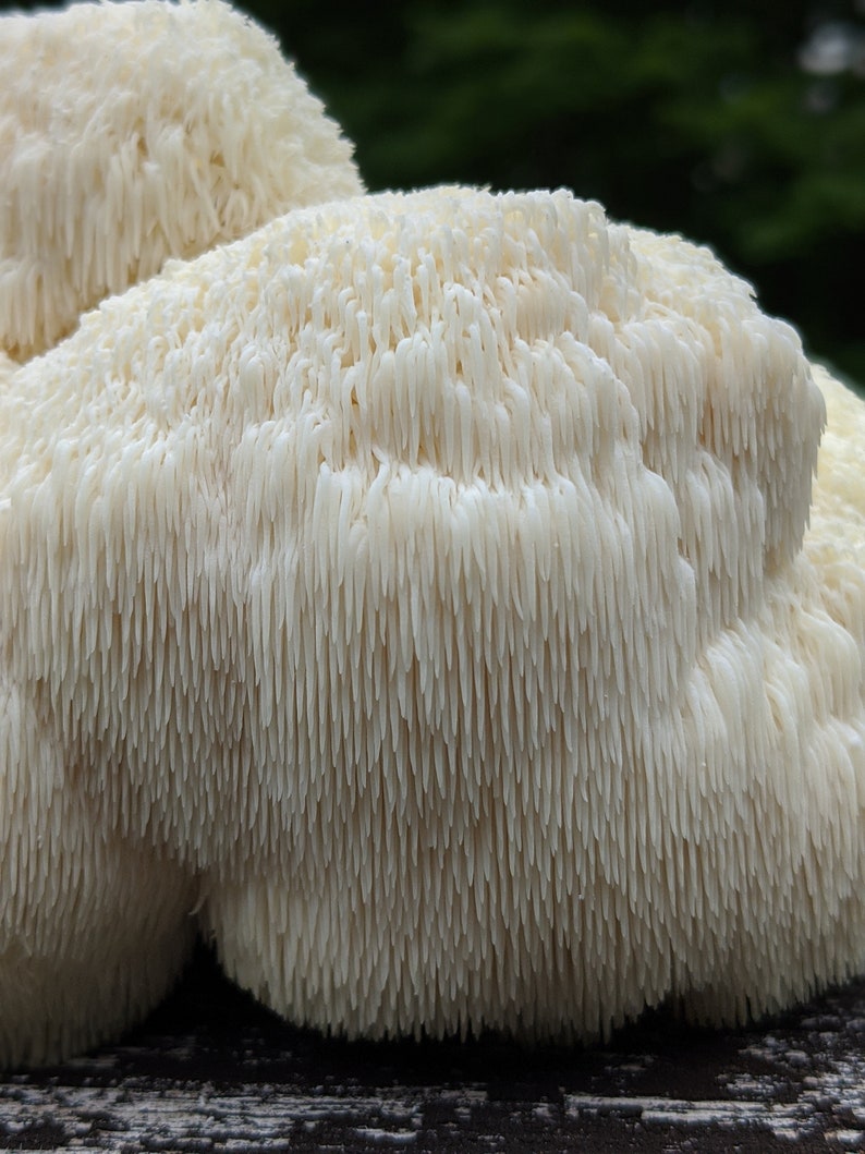 May include: Close-up of a white, spiky mushroom with a textured surface. The mushroom is a type of medicinal mushroom.