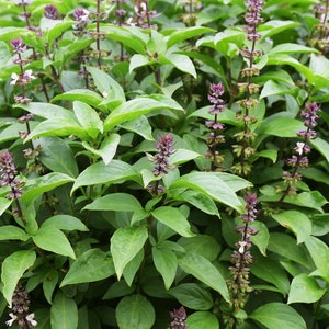 May include: A close-up of a patch of green basil plants with purple flowers. The basil is growing in a garden or field.