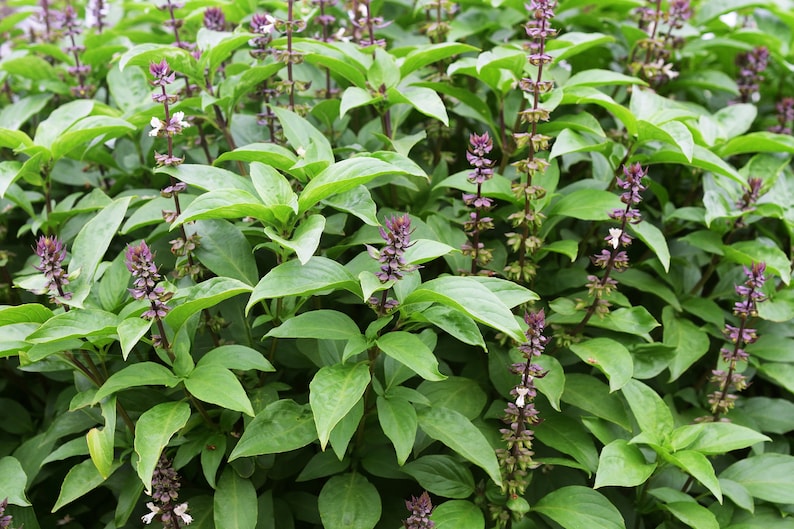 May include: A close-up of a patch of green basil plants with purple flowers. The basil is growing in a garden or field.