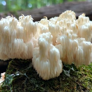 May include: A cluster of white, tooth-like mushrooms growing on a mossy log in a forest setting.