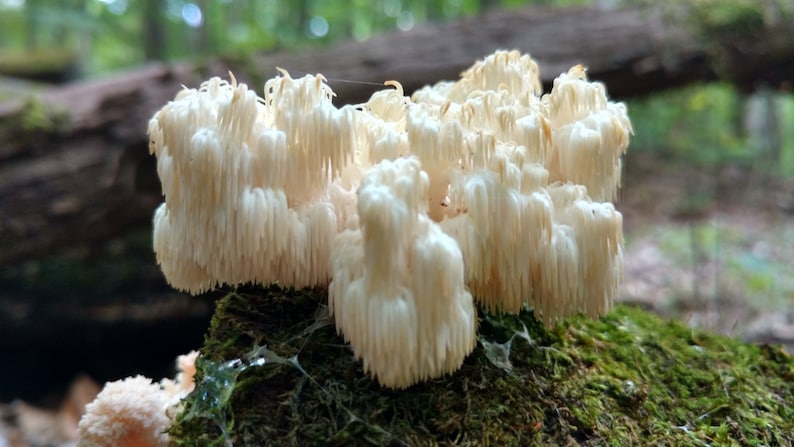 May include: A cluster of white, tooth-like mushrooms growing on a mossy log in a forest setting.