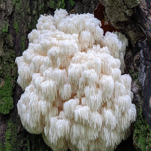 Lion's Mane Tincture double extraction Vermont mushroom natural medicinal dual extract supplement herbal fungus tea powder free shipping image 5