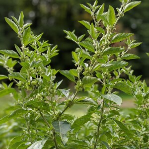 Puede incluir: Primer plano de una planta verde de hojas con peque&ntilde;as vainas de frutos verdes. La planta est&aacute; creciendo en un campo con un fondo borroso.