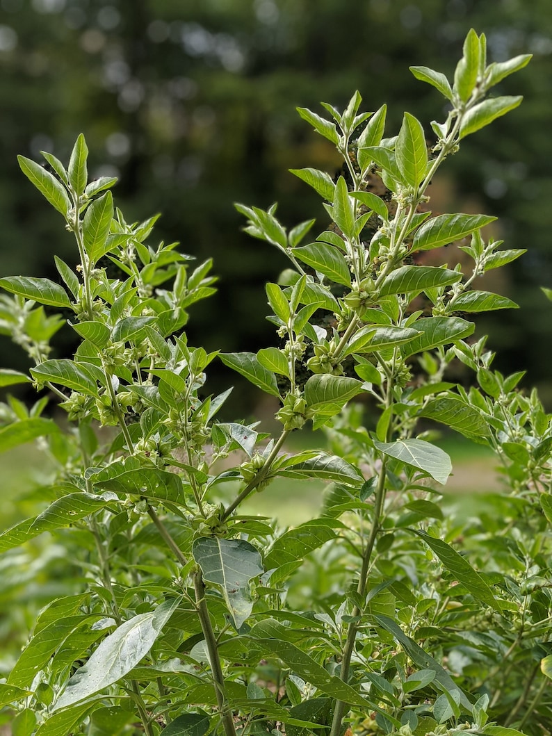 Puede incluir: Primer plano de una planta verde de hojas con peque&ntilde;as vainas de frutos verdes. La planta est&aacute; creciendo en un campo con un fondo borroso.