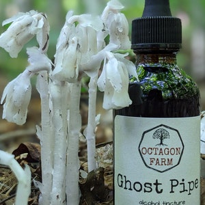 May include: A close-up of Ghost Pipe plants with a dark glass bottle of alcohol tincture. The bottle has a black dropper and a label that reads "Ghost Pipe" and "Octagon Farm". The tincture is 2 fl. oz.