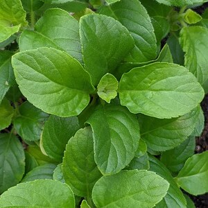 May include: A close-up of a cluster of green leaves. The leaves are arranged in a circular pattern, with the center of the circle being the focus of the image. The leaves are all of a similar size and shape, and they have a smooth, glossy surface.