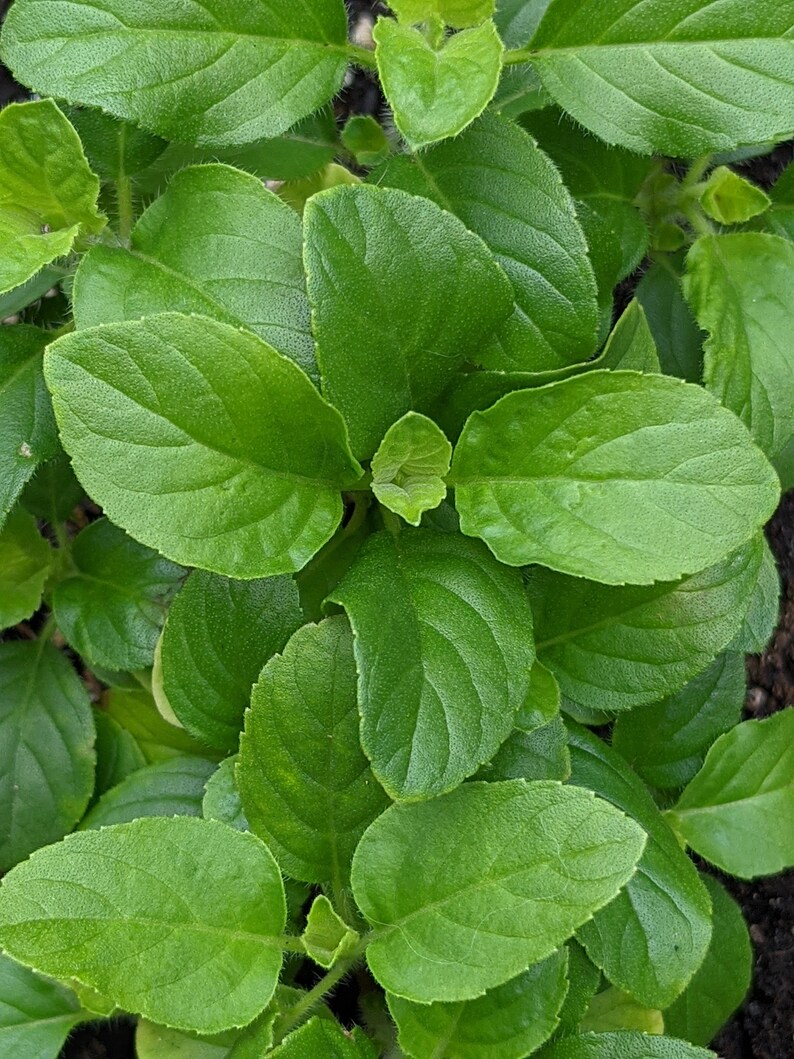 May include: A close-up of a cluster of green leaves. The leaves are arranged in a circular pattern, with the center of the circle being the focus of the image. The leaves are all of a similar size and shape, and they have a smooth, glossy surface.