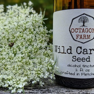 Wild Carrot Seed Tincture Queen Anne&#39;s Lace extract natural herbal supplement medicinal QAL women dried seeds oil medicine Vermont free ship