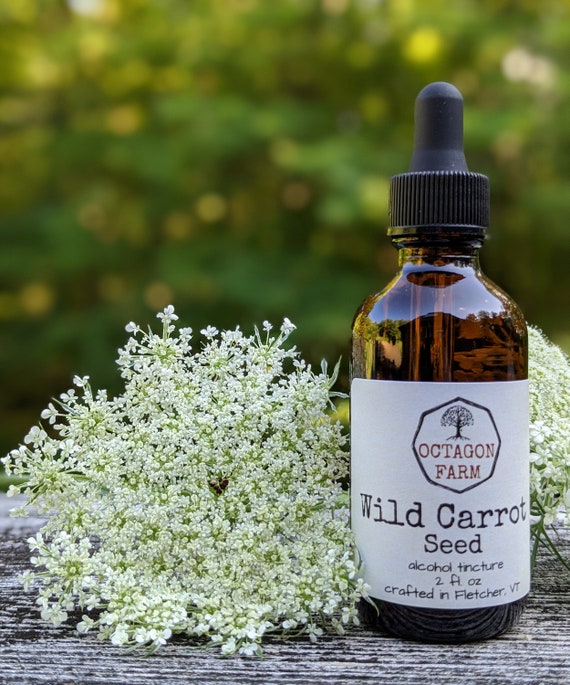 Wild Carrot Seed Tincture Queen Anne's Lace extract natural herbal supplement medicinal QAL women dried seeds oil medicine Vermont free ship
