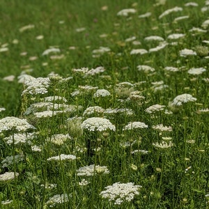Pu&ograve; includere: Un campo di fiori bianchi di pizzo reale in fiore, con erba verde e steli.