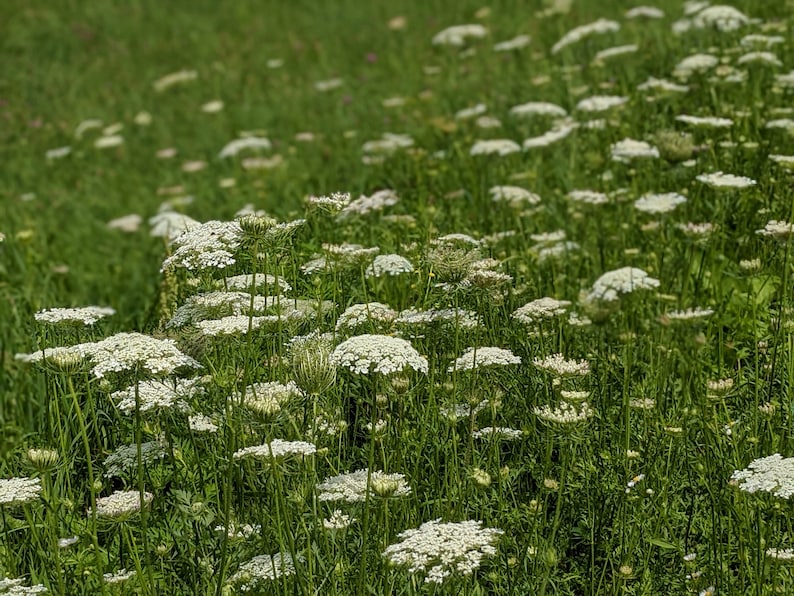 Pu&ograve; includere: Un campo di fiori bianchi di pizzo reale in fiore, con erba verde e steli.