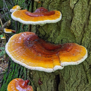 Puede incluir: Primer plano de un tronco de &aacute;rbol con varios hongos grandes, de color naranja y marr&oacute;n, que crecen en &eacute;l. Los hongos tienen una parte inferior blanca y una apariencia brillante y h&uacute;meda.