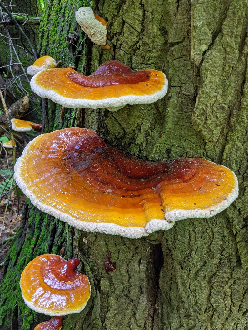 Puede incluir: Primer plano de un tronco de &aacute;rbol con varios hongos grandes, de color naranja y marr&oacute;n, que crecen en &eacute;l. Los hongos tienen una parte inferior blanca y una apariencia brillante y h&uacute;meda.