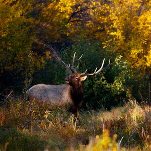 Bull Elk - Fall Foliage - Colorado - Digital Download for Prints