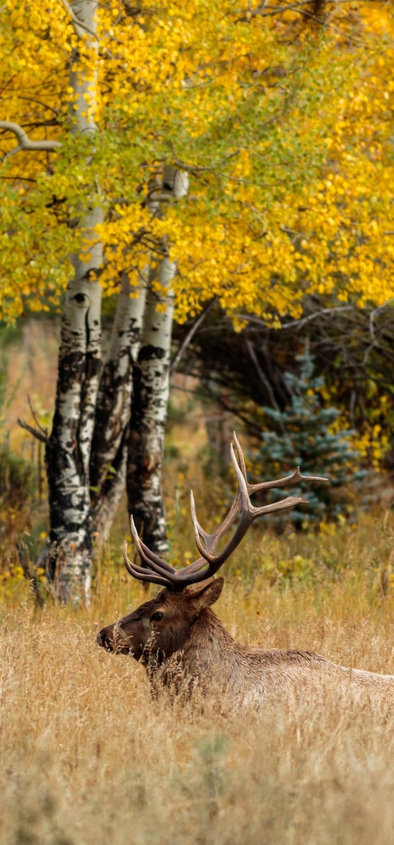 Bull Elk Autumn Wallpaper Iphone X Iphone Xs Instant Etsy