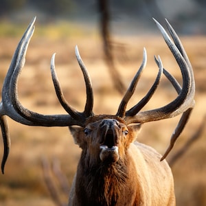 Bull Elk- Big Kahuna - Bruno - Colorado - Digital Download for Prints