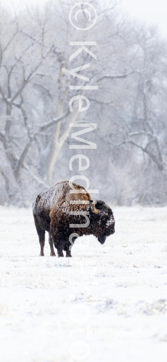 Bison Winter Wallpaper iPhone 16 All Models Older Instant Download