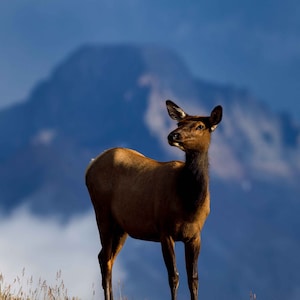 Cow Elk w/ Longs Peak - iPhone 16 All Models (& Older) - Instant Download