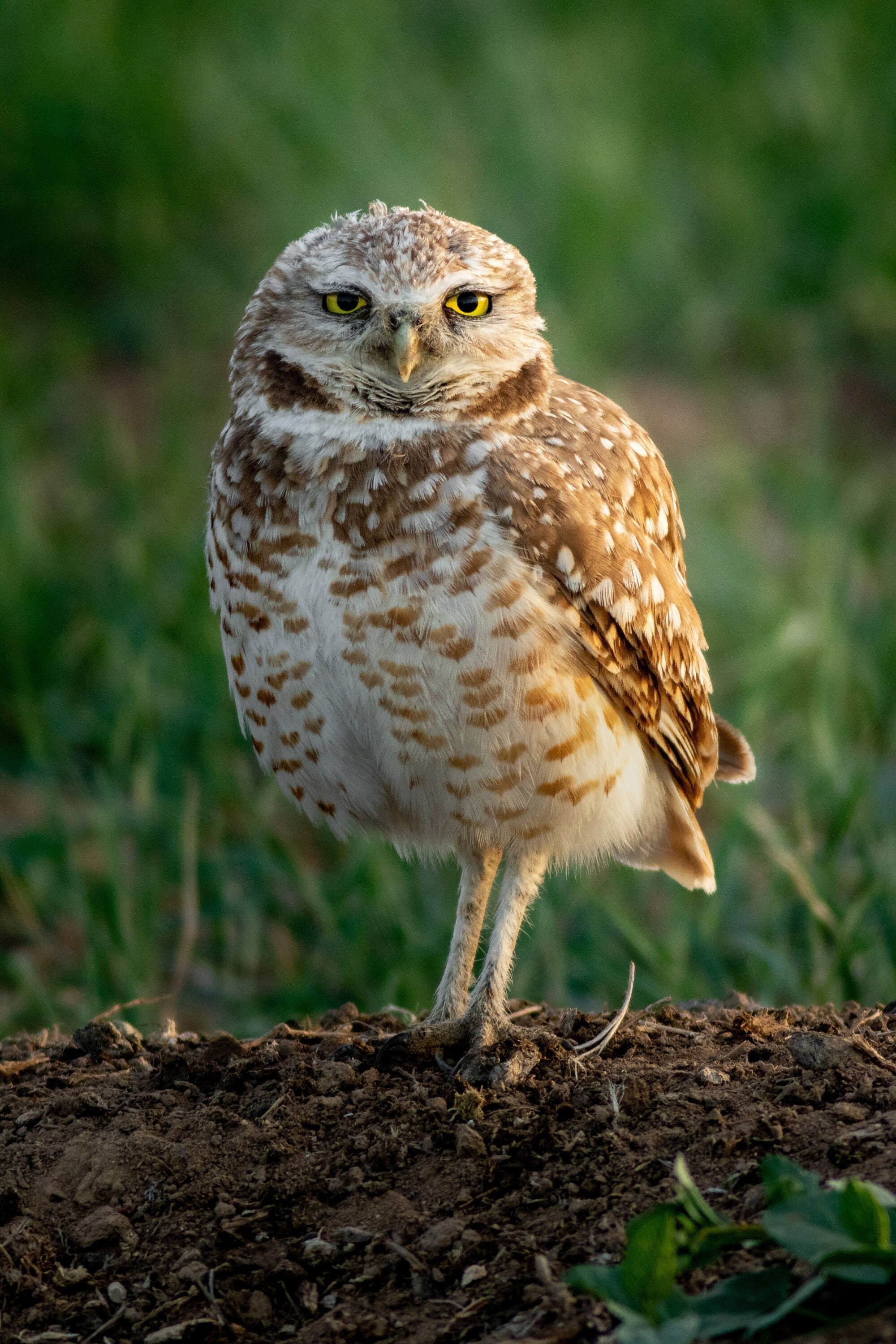 Burrowing Owl - Colorado - Digital Download for Prints