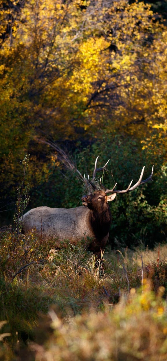 HD bull elk wallpapers  Peakpx