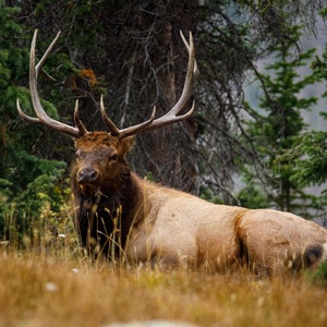 Bull Elk - RMNP - Colorado - Digital Download for Prints