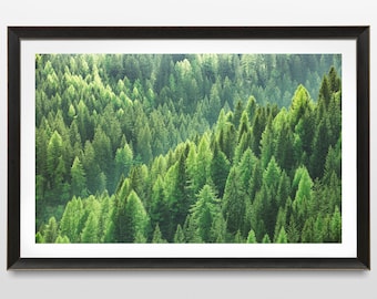 Könnte beinhalten: Eine Panoramaansicht eines üppigen, grünen Waldes mit hohen, dichten Bäumen. Die Bäume sind in Schichten angeordnet, was einen Eindruck von Tiefe und Perspektive erzeugt. Das Sonnenlicht filtert durch die Blätter und wirft gesprenkelte Schatten auf den Waldboden.