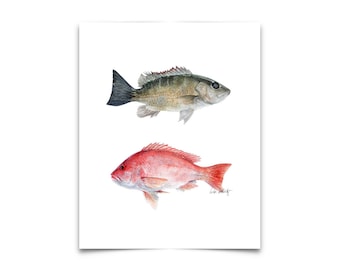 Könnte beinhalten: Aquarellmalerei von zwei Fischen. Der obere Fisch ist ein grauer und grüner Schnapper mit einer schwarzen Schwanzflosse. Der untere Fisch ist ein roter Schnapper mit einem weißen Bauch und einer roten Schwanzflosse.