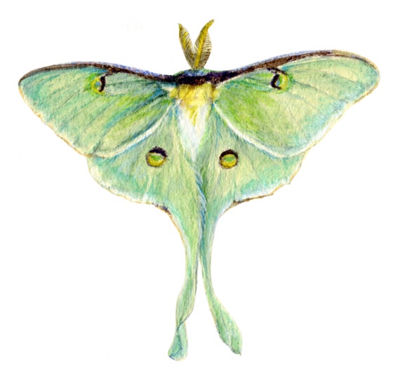 Moth Fine Art Print from Original Watercolor Painting