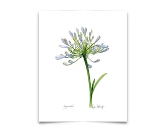 Agapanthus, African Lily, Fine Art Flower Botanical Print