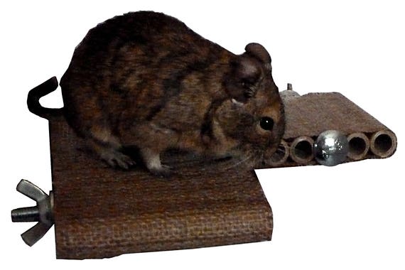 Degu Corner Shelf Pet Toy Degu Rat Gerbil Hamster Cage