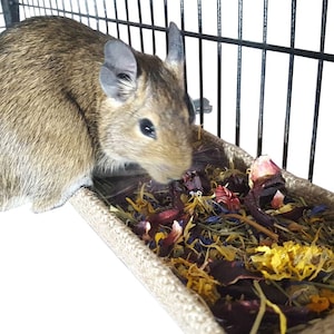 Totally Degu Hay Manger