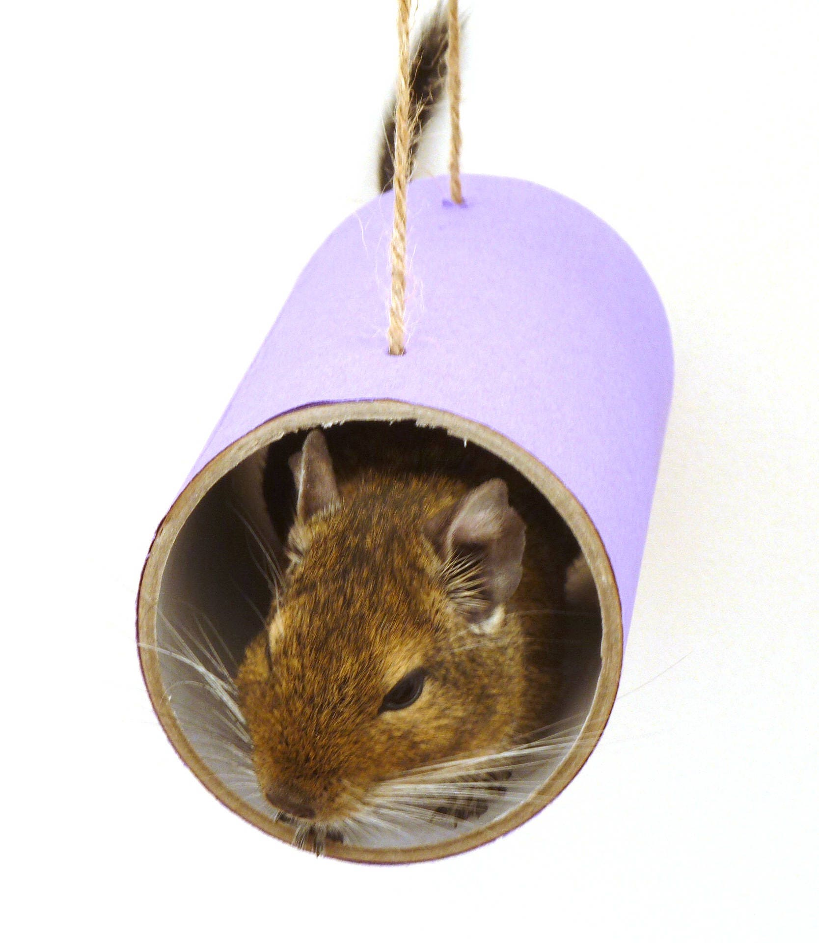 Chewchewbs choice of Colours Small Pet Toy Degu Rat Gerbil Hamster Tube. Etsy