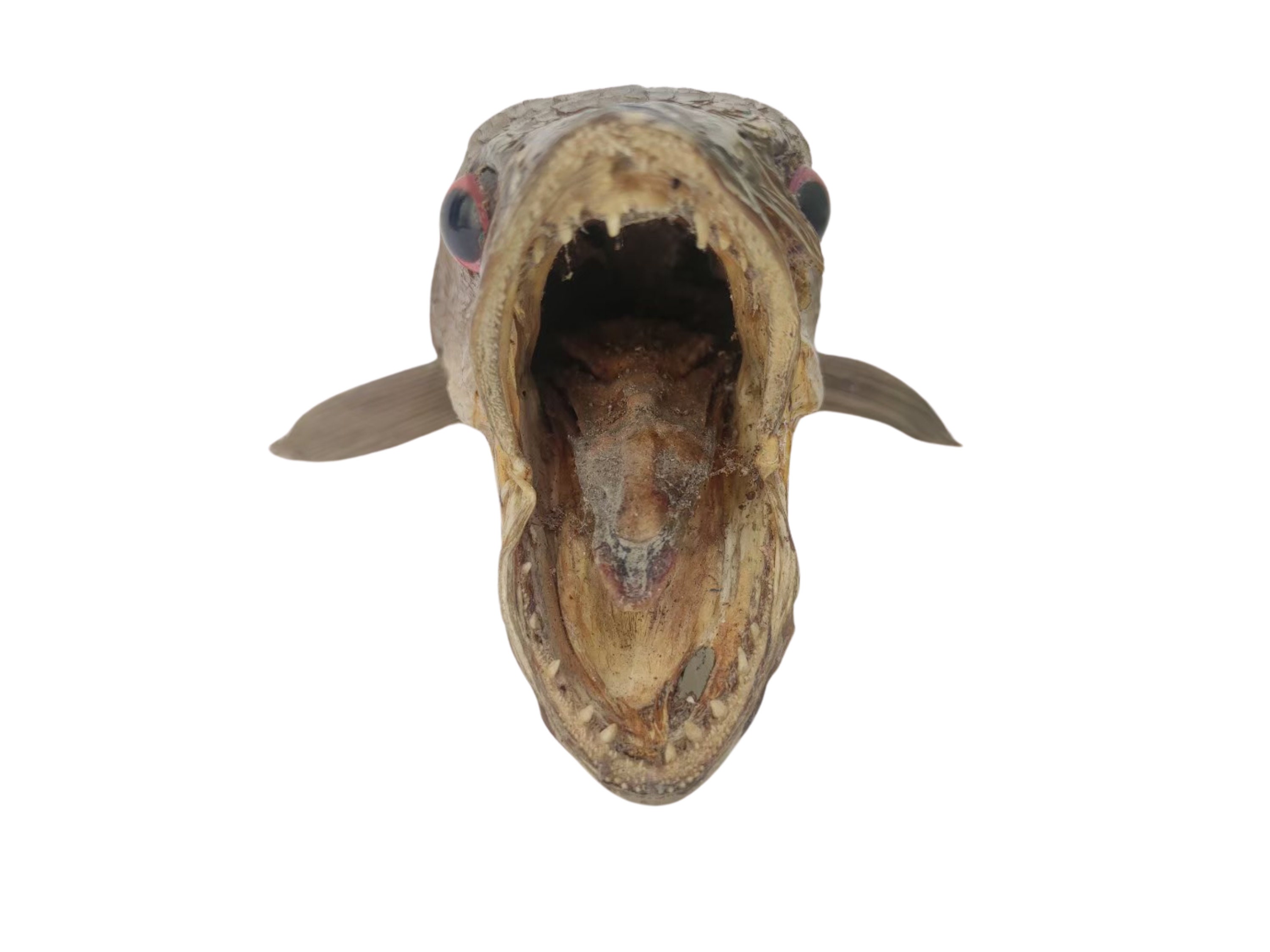 Real Rare Genuine Giant Snakehead Fish Skull Taxidermy Mount Skeleton Fish  Taxidermy Collection 